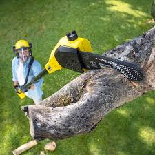Professional Tree Care in Crownsville, MD