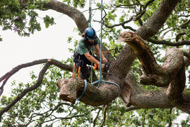 Best Tree and Shrub Care  in Crownsville, MD