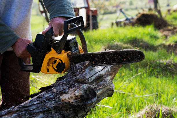 Best Tree Removal  in Crownsville, MD
