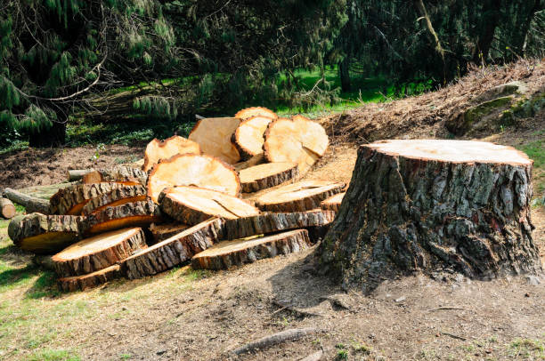 Best Tree Preservation Services  in Crownsville, MD
